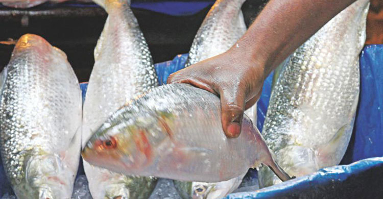 22-day ban on Hilsa fishing ends