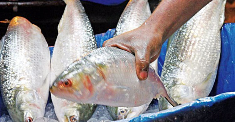 ৪০ হাজার কোটি পোনা ছেড়েছে মা ইলিশ