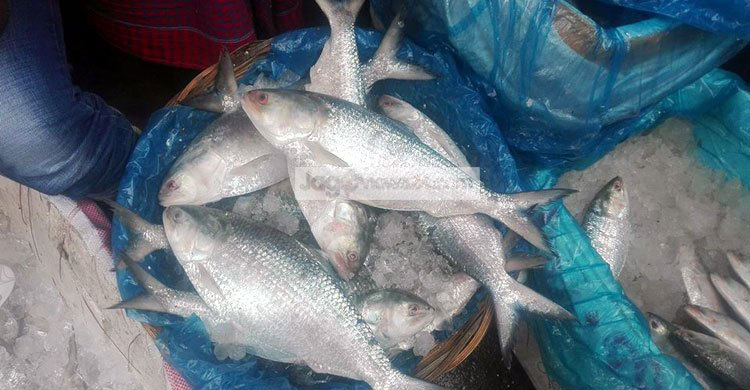 হঠাৎ দাম বেড়েছে ইলিশের