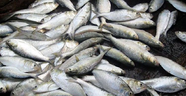 মুন্সীগঞ্জে ২৮০ কেজি ইলিশ জব্দ, ১৯ জেলেকে জরিমানা