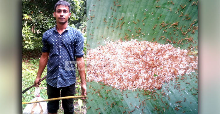 পিঁপড়ার ডিমই কালামের ভরসা