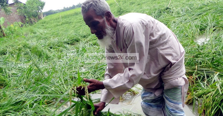 অসময়ের বৃষ্টি যেন মরার উপর খাঁড়ার ঘা