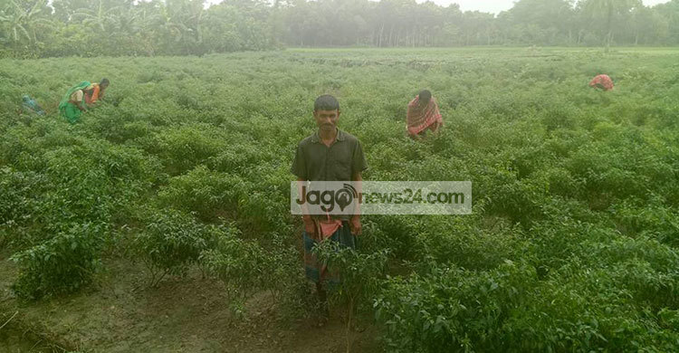 মরিচের ঝালে জিরো থেকে হিরো