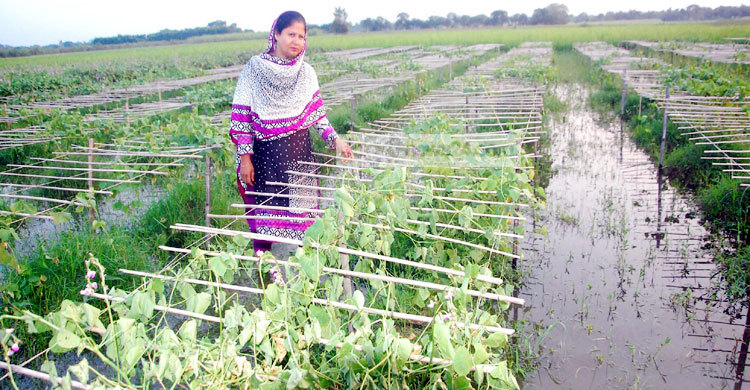 ঈশ্বরদীতে টানা বৃষ্টিতে উঠতি ফসলের ব্যাপক ক্ষতি