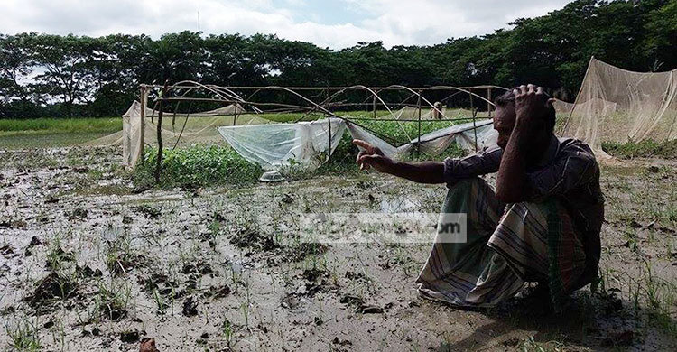 ভারি বর্ষণে কৃষকের স্বপ্ন পানির নিচে
