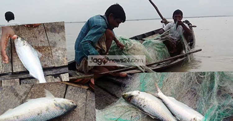 পদ্মায় ইলিশ ধরায় ১২ জেলের দণ্ড