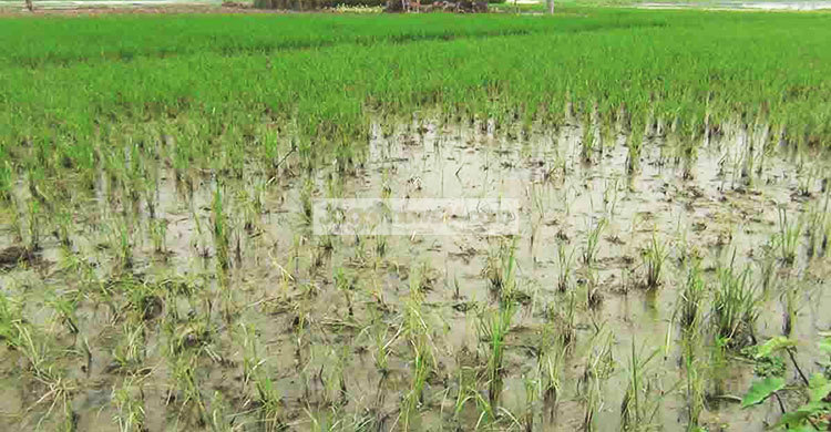 নওগাঁয় কৃষিতে ক্ষতি ৫০২ কোটি টাকা