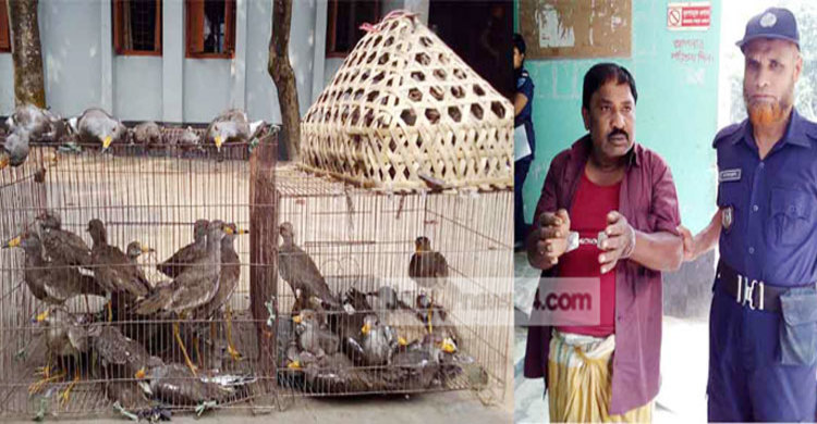 বিভিন্ন প্রজাতির পাখিসহ ব্যবসায়ী আটক