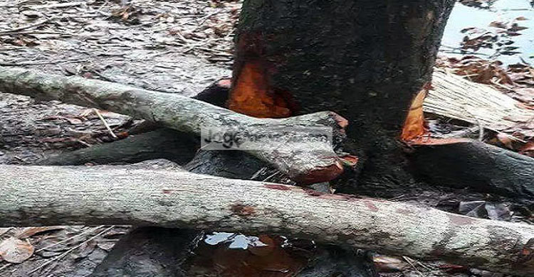 নড়াইলে বিএনপি নেতারা কেটে নিলেন সরকারি গাছ!