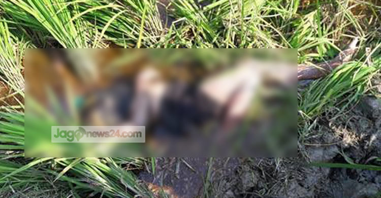 পেকুয়ায় কিশোরের গলাকাটা মরদেহ উদ্ধার