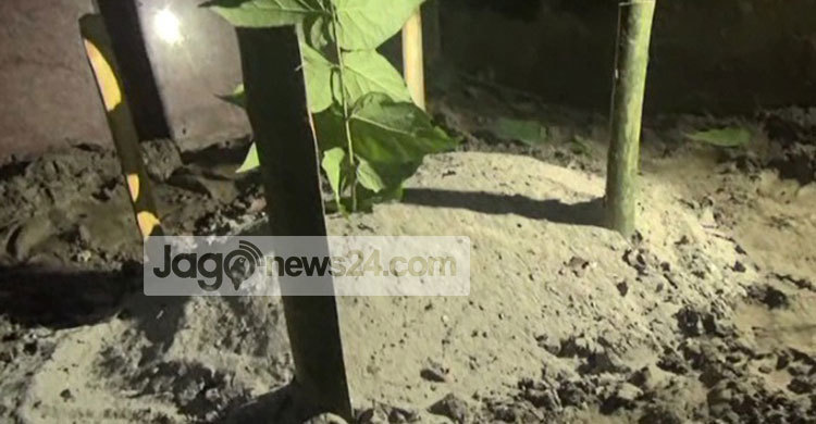 এক কবরে চার নবজাতক