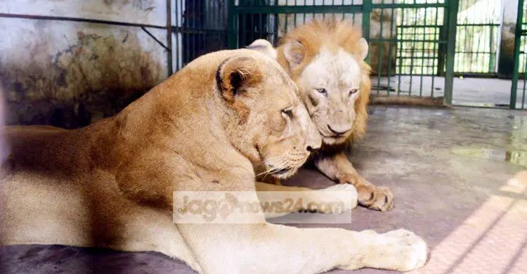 রাজার বয়স বেশি হওয়ায় বর্ষার সন্তান হচ্ছে না