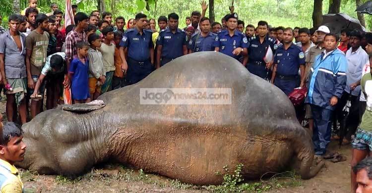 শেরপুরের রাঙাজান সীমান্তে বন্যহাতির মরদেহ
