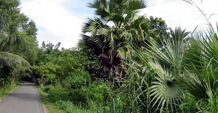 রাজবাড়ীতে প্রতিদিন রোপিত হচ্ছে হাজার হাজার তাল বীজ