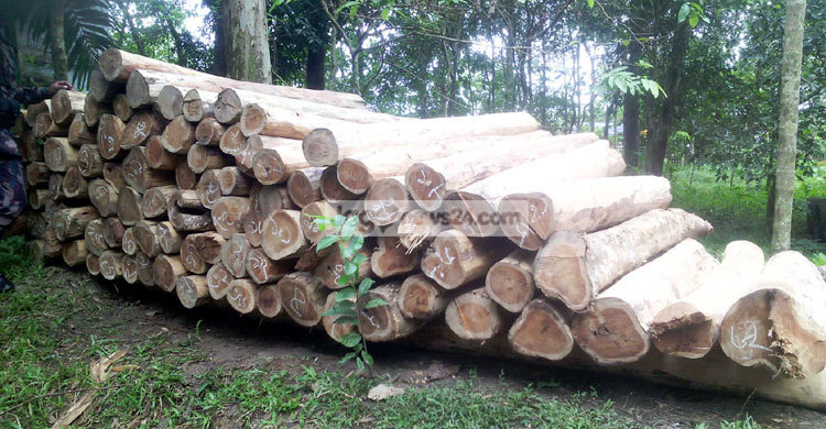খাগড়াছড়িতে অবৈধভাবে মজুদ করা সেগুন কাঠ জব্দ