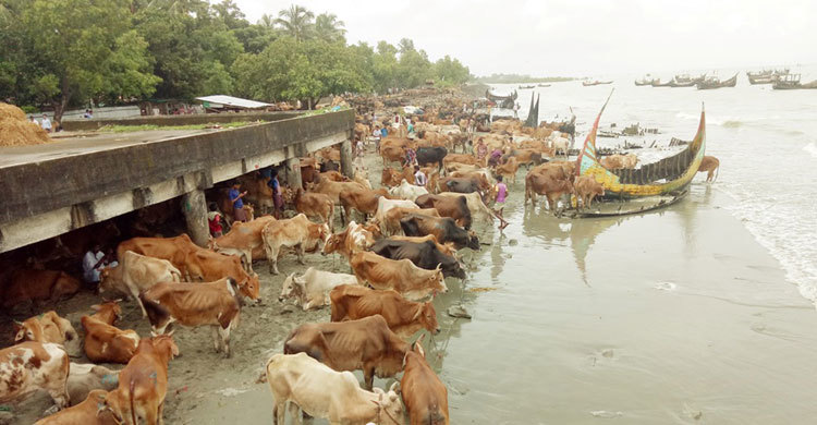 মিয়ানমার থেকে পশু আমদানি ১০ দিনের জন্য বন্ধ