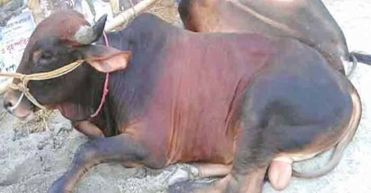 খুরা রোগে ৫ গরুর মৃত্যু, আক্রান্ত শতাধিক