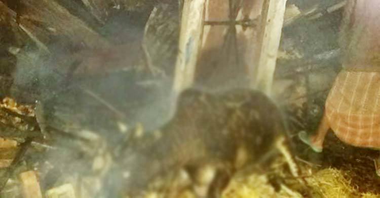 পলাশবাড়ীতে বিএনপি নেতার বাড়িতে আগুন