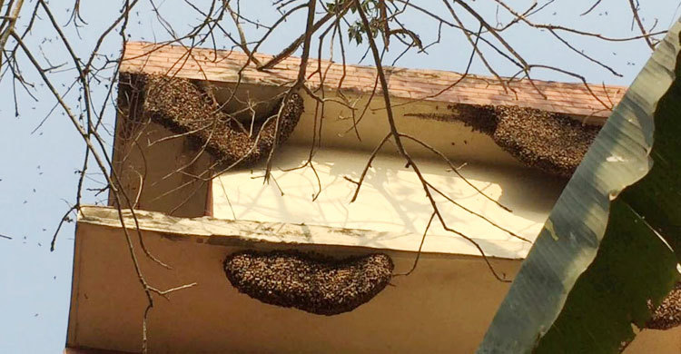 মৌমাছি আতঙ্কে সাজালেরচর কেন্দ্রের ভোটাররা