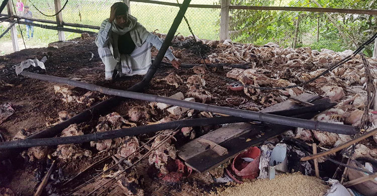 দুর্বৃত্তের আগুনে পুড়ল সাড়ে চারশ মুরগি