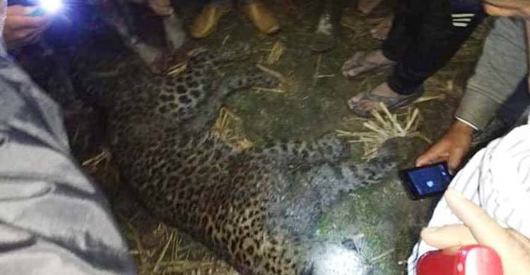 পুলিশ ও বন কর্মকর্তাদের সামনেই পিটিয়ে বাঘ হত্যা