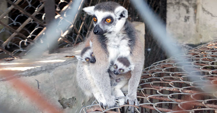 আফ্রিকান প্রাণী লেমুর পরিবারে নতুন অতিথি