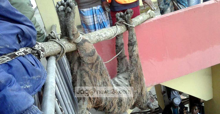 সুন্দরবনের বাঘকে পিটিয়ে হত্যা