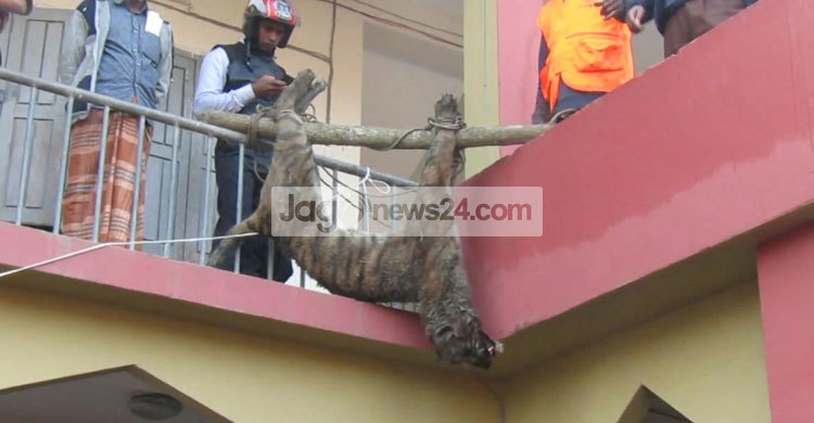 সুন্দরবনের বাঘকে পিটিয়ে হত্যা, তদন্ত কমিটি