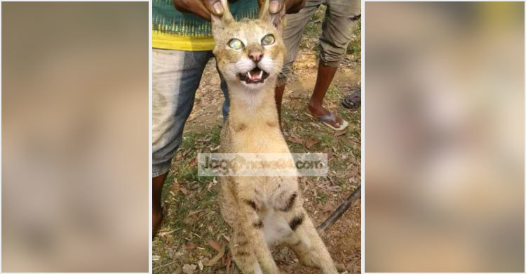 মৌলভীবাজারে বিপন্ন প্রজাতির বুনো বিড়াল হত্যা
