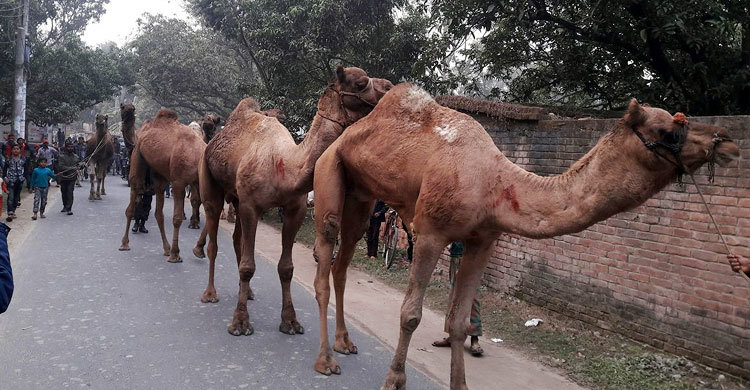 সীমান্তে ধরা খেল ৯টি উট
