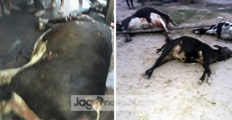 আগুনে পুড়লো খামারির স্বপ্ন