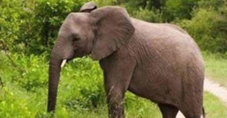 রাঙ্গামাটিতে হাতির আক্রমণে একজনের মৃত্যু