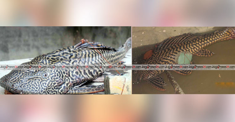 জেলের জালে বিরল মাছ