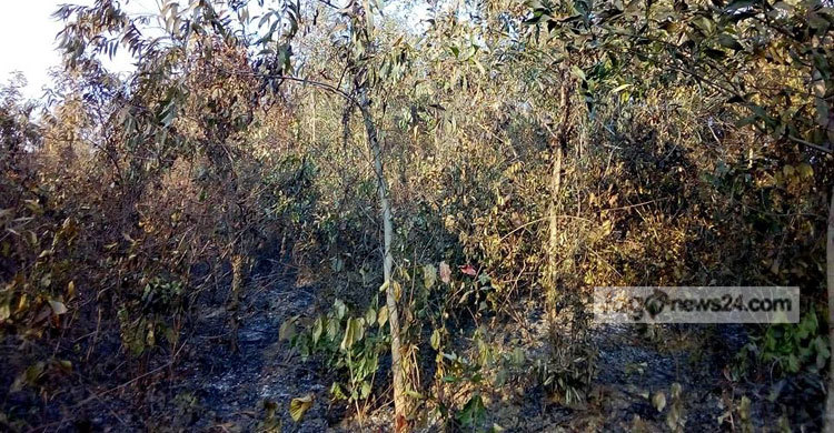 ৭ ঘণ্টা পর টেকনাফে সংরক্ষিত বনের আগুন নিয়ন্ত্রণে