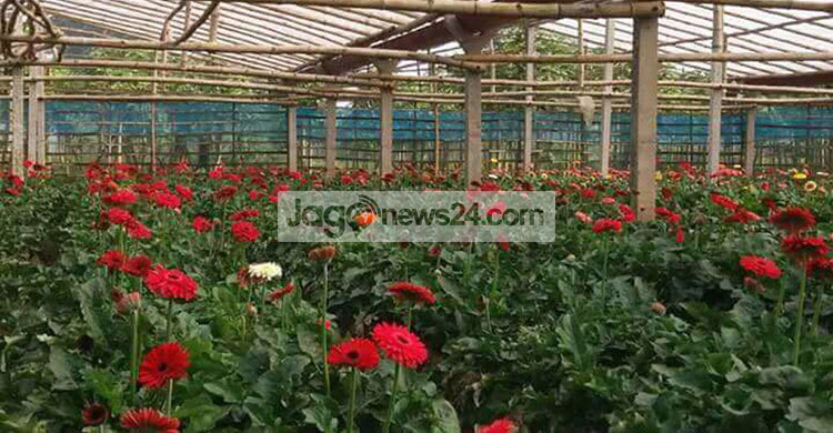 তিন দিবসে ৪৫ কোটি টাকার লক্ষ্যমাত্রা গদখালির ফুলচাষিদের