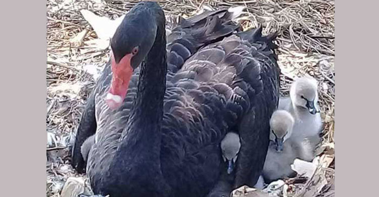 ব্ল্যাক সোয়ান পরিবারে নতুন ৬ সদস্য