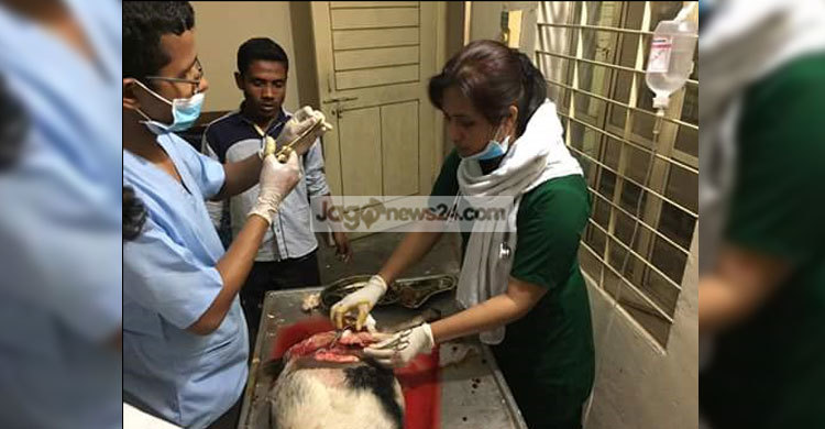 ছাগলের সিজারিয়ান বাচ্চা