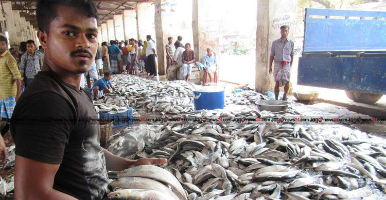 ইলিশে রেকর্ড করলো কক্সবাজার