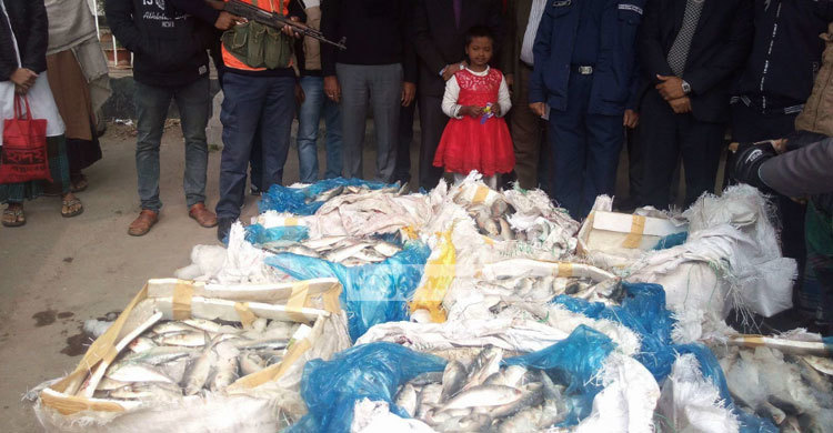 শিমুলিয়া ঘাট থেকে ৫০০ কেজি জাটকা জব্দ