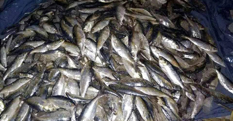 ভেদরগঞ্জে ১২ মণ জাটকাসহ আটক ২