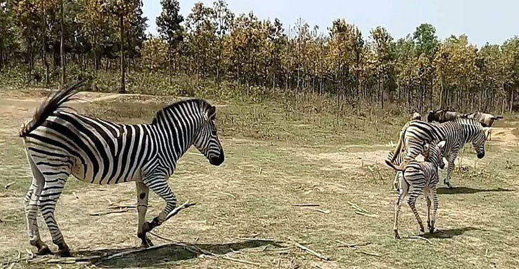 জেব্রা পরিবারে ফের নতুন সদস্য