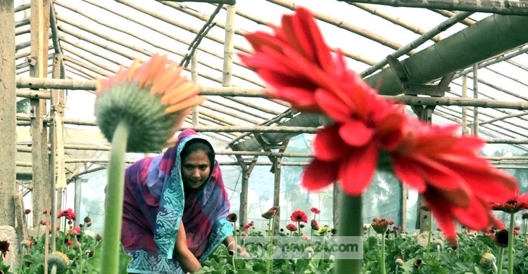 ফুলের সুবাতাসে দুলছে গদখালির ফুল চাষিরাও