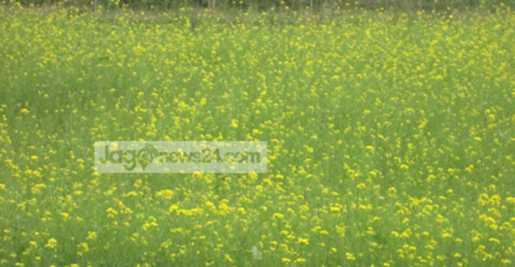 ঘন কুয়াশায় রবি শস্যের ক্ষতির আশঙ্কা