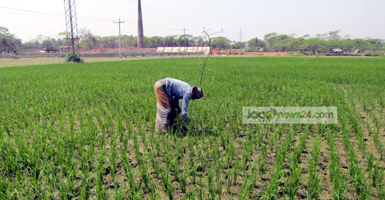 লক্ষ্যমাত্রা ছাড়াল ঝালকাঠির বোরো আবাদ