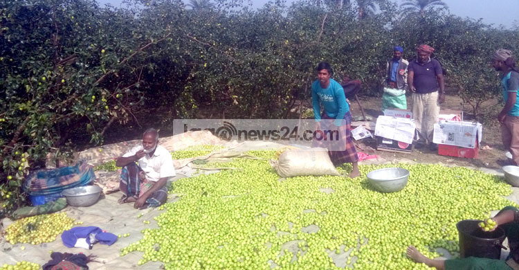 ভাটপাড়া গ্রামে প্রতিদিন বিক্রি হয় ৩০ লাখ টাকার বাউকুল