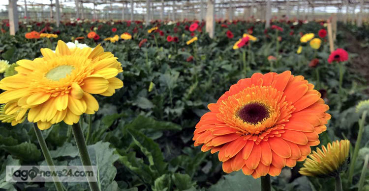 প্রথম কিস্তিতেই বাজিমাত!