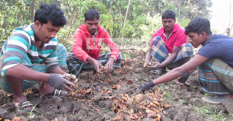 Jhenidah-Holud-photo2