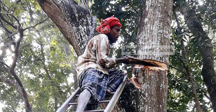 ‘ঝড়ের ভয়’ দেখিয়ে সরকারি গাছ কর্তন