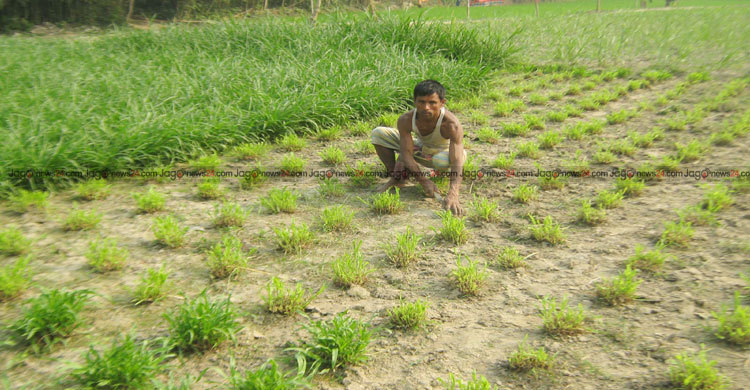 ঘাস বিক্রি করে বাড়ি বানালেন তিনি