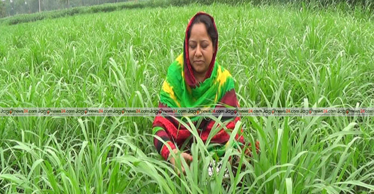 Joypurhat-Ghash-Chash